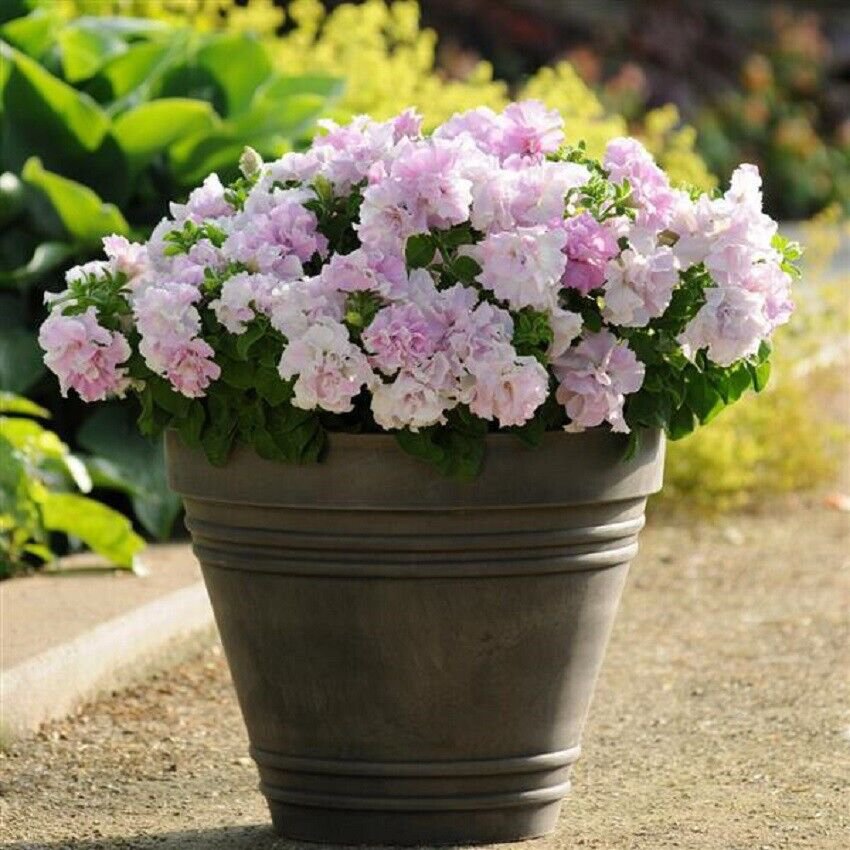 50 Seeds Petunia Seeds Double Cascade Orchid Mist Pelleted Petunia (Seeds)