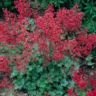 50 Seeds Heuchera Seeds Heuchera Bressingham Hybrids Seeds Coral Bells (Seeds)