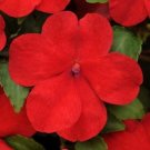 50 Seeds Impatiens Seeds Impreza Red Flower (Seeds)
