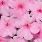 50 Seeds Impatiens Seeds Logro Pink Flower (Seeds)