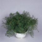 50 Seeds Sprengeri Asparagus Fern Seeds Fuzzy Fern (Seeds)