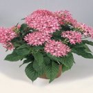 25 Seeds Pelleted Seeds Pentas Graffiti Pink Pentas Seeds (Star Flower) (Seeds)
