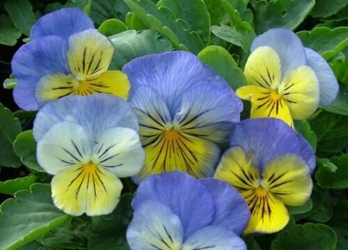 50 Seeds Pansy Seeds Ultima Morpho Pansy (Seeds)