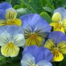 50 Seeds Pansy Seeds Ultima Morpho Pansy (Seeds)