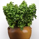 50 Seeds Everleaf Genovese Basil Basil Seeds Herb (Seeds)