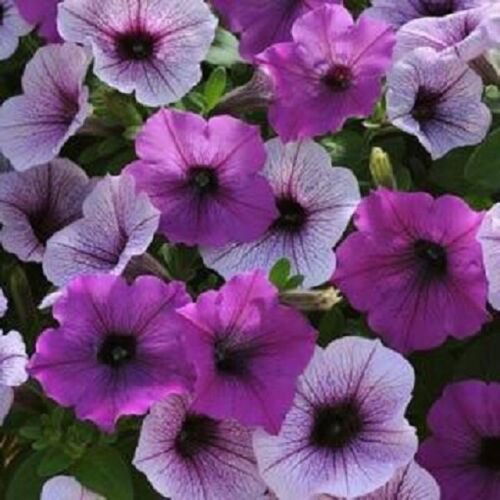 25 Seeds Petunia Seeds Pelleted Seeds Easy Wave Plum Pudding Mix (Seeds)