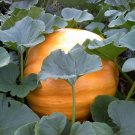 25 Seeds Pumpkin Seeds Dills Atlantic Giant Pumpkin (Seeds)