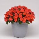 15 Seeds Impatiens Seeds Solarscape Orange Burst (Seeds)