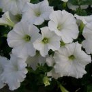 25 Seeds Easy Wave White Wave Petunia Seed Pelleted (Seeds)