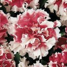 50 Seeds Petunia Seeds Pelleted Red Piroutte Petunia Pirouette Red Petunia (Seeds)