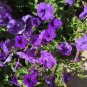 25 Seeds Easy Wave Blue wavepelleted petunia (Seeds)