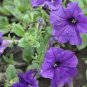 25 Seeds Easy Wave Blue wavepelleted petunia (Seeds)