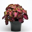 15 Seeds Coleus Premium Sun Rose Lime Magic Coleus (Seeds)