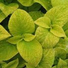 50 Seeds Coleus Seeds Wizard Sun Golden (Seeds)