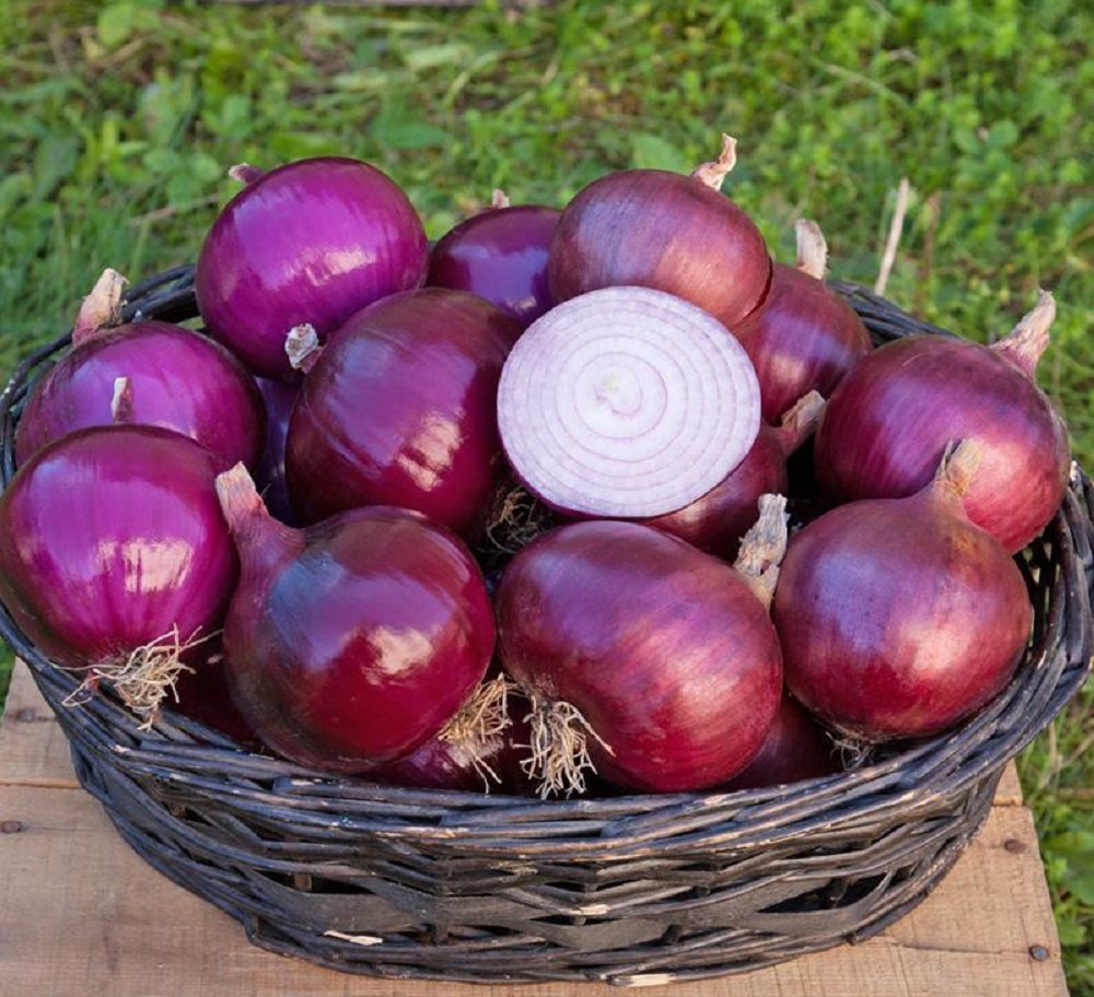 200 Seeds Onion Seeds Cabernet Onion Red Onion (Seeds)