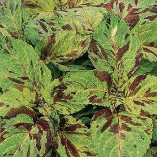 50 Seeds Coleus Seeds Wizard Mosaic (Seeds)