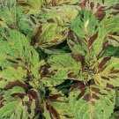 50 Seeds Coleus Seeds Wizard Mosaic (Seeds)