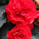 15 Seeds Trailing Begonia Seeds Limitless® Dark Red Pelleted (Seeds)