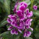 25 Seeds Cuphea Seeds Sriracha Lavender Bicolor Cuphea Great Flower (Seeds)