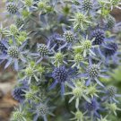 50 Seeds Eryngium Seeds Blue Hobbit Sea Holly (Seeds)