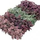 50 Seeds Hypoestes Seeds Hypoestes Confetti Mix (Seeds)