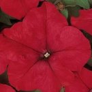 50 Seeds Pelleted Dreams Red Petunia Seeds Flower (Seeds)