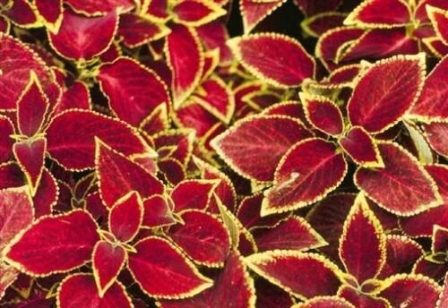 50 Seeds Coleus Seeds Wizard Scarlet Coleus (Seeds)