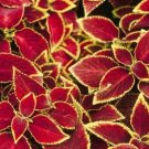 50 Seeds Coleus Seeds Wizard Scarlet Coleus (Seeds)
