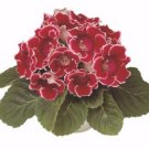 25 Seeds Pelleted Gloxinia Seeds Gloxinia Avanti Red White Edges Pelleted (Seeds)