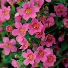 25 Seeds Bacopa Seeds Multi Pelleted Bacopa Pinktopia (Seeds)