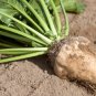 250 Seeds Sugar Beet (Seeds)