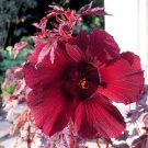 15 Seeds Hibiscus Seeds Splendor Mahogany Japanese Maple Look (Seeds)