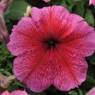 50 Seeds Pelleted Petunia Seeds Daddy Strawberry Red Flower (Seeds)