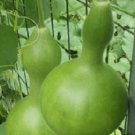 25 Seeds Baby Bottle Gourd (Seeds)