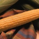 50 Seeds Corn Seeds Honey Select Sweet Corn (Seeds)