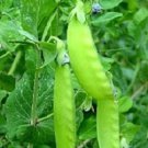 50 Seeds Snow Pea Seeds Oregon Giant Sugar Pod Peas (Seeds)