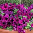 50 Seeds Petunia Seeds Espresso Frappe Ruby Pelleted (Seeds)