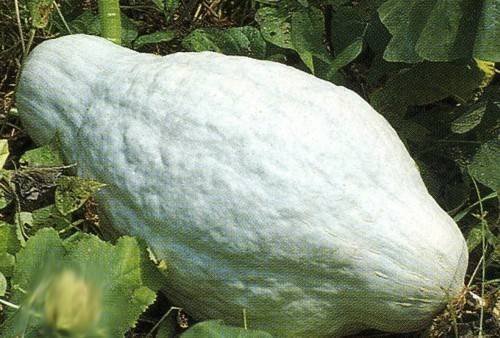 50 Seeds Blue Hubbard Squash (Seeds)