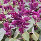 50 Seeds Salvia Seeds Vista Purple Flower (Seeds)
