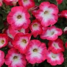 50 Seeds Petunia Seeds Pelleted Seeds Merlin Pink Morn (Seeds)