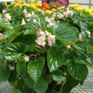 50 Seeds Begonia Seeds Higro Pink Pelleted Seeds flower (Seeds) 50 Seeds Begonia Seeds Higro Pink Pelleted Seeds flower (Seeds)