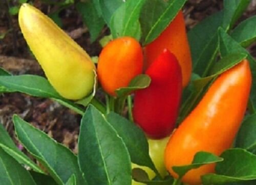 25 Seeds Sweet Pickle Pepper Seeds Sweet Pepper (Seeds)