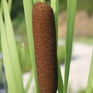 5,000 Seeds Common Cattail Seeds Pond Seeds Typha latifolia Bulk (Seeds)
