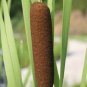 5,000 Seeds Common Cattail Seeds Pond Seeds Typha latifolia Bulk (Seeds)