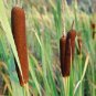 5,000 Seeds Common Cattail Seeds Pond Seeds Typha latifolia Bulk (Seeds)