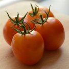 25 Seeds Heirloom Tomato Marriage Perfect Flame (Seeds)