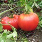 50 Seeds Tomato Seeds Mexico Big Tomato Garden (Seeds)