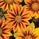 50 Seeds Gazania Seeds New Day Red Stripe Flower (Seeds)
