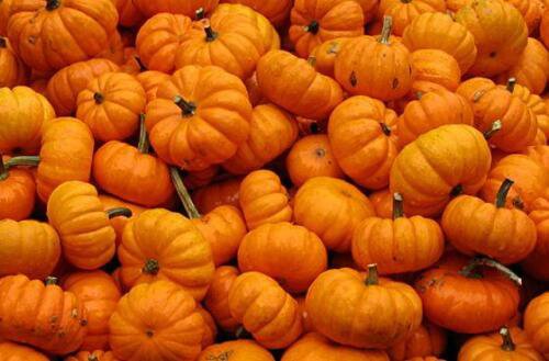 100 Seeds Pumpkin Seeds Jack Be Little (Seeds)