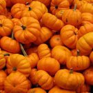 100 Seeds Pumpkin Seeds Jack Be Little (Seeds)
